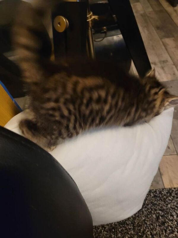 Bengal/ tabby girl - Image 5 of 5