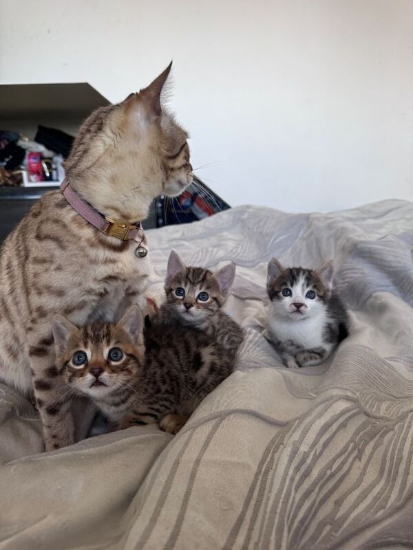 Bengal kittens for sale in Hall Green, West Midlands – 7 weeks old
