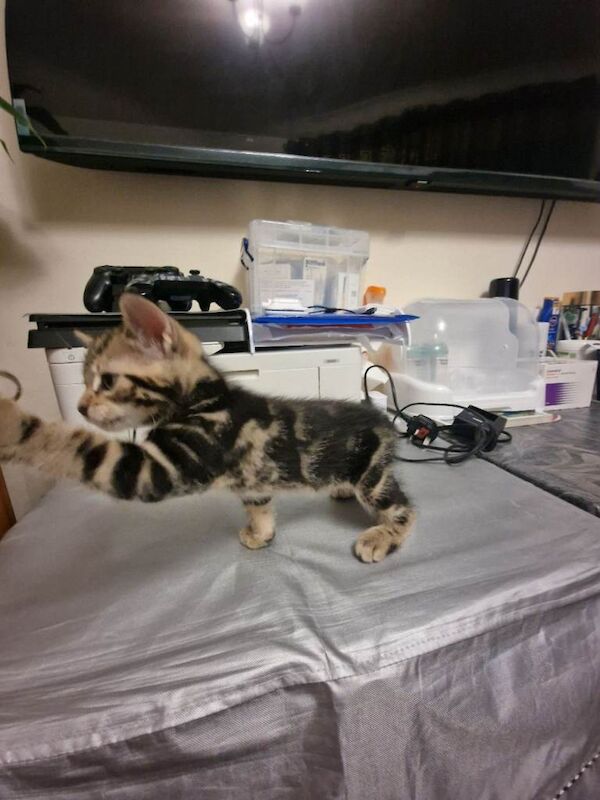 Bengal/Tabby Kittens