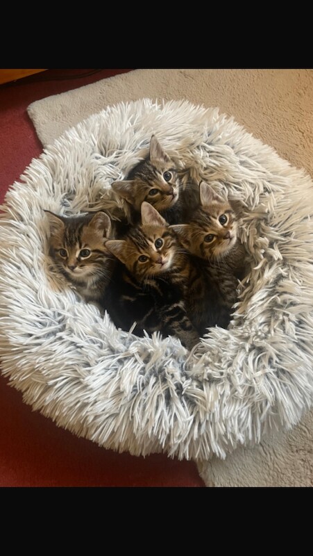 Bengal tabby kittens