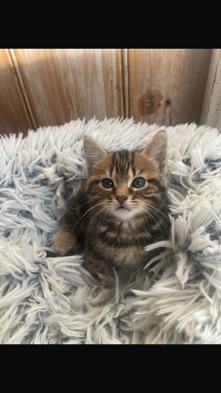 Bengal tabby kittens - Image 2 of 4