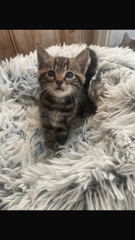 Bengal tabby kittens - Image 3 of 4
