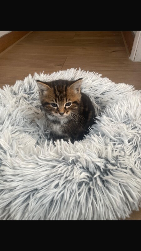 Bengal tabby kittens - Image 4 of 4