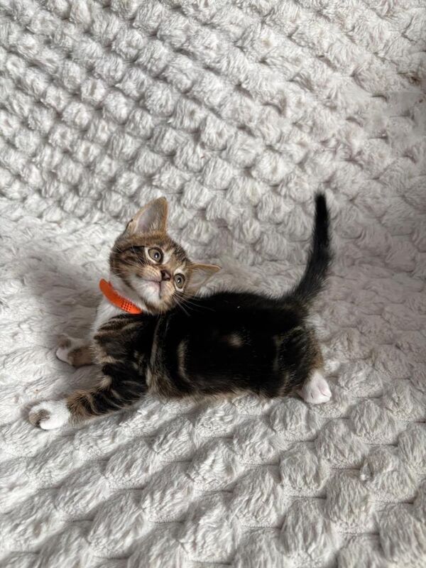 Bengal & Tabby mixed kitten