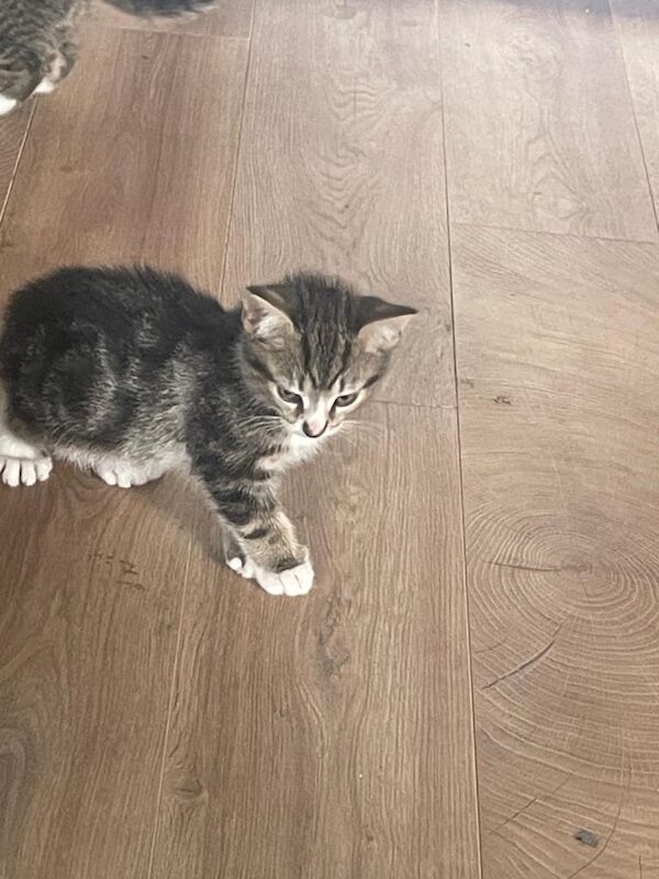 Bengal Tabby polydactyl kittens