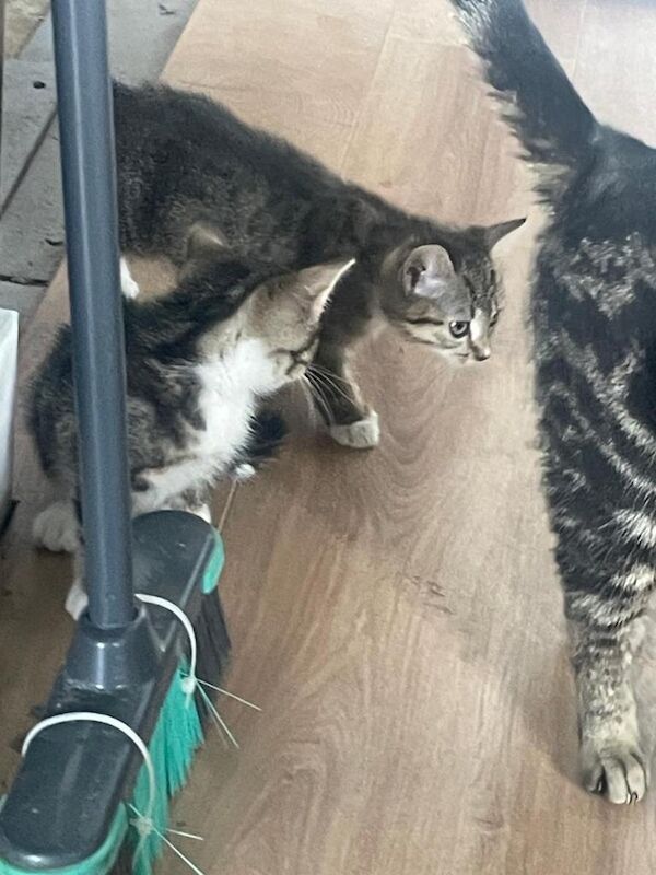 Bengal Tabby polydactyl kittens - Image 2 of 5