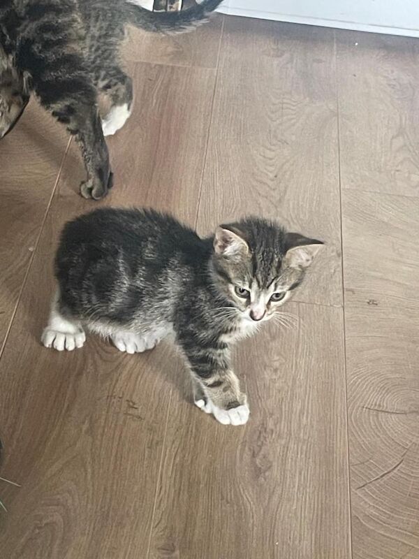 Bengal Tabby polydactyl kittens - Image 3 of 5