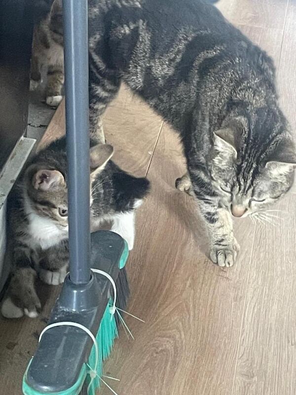 Bengal Tabby polydactyl kittens - Image 4 of 5