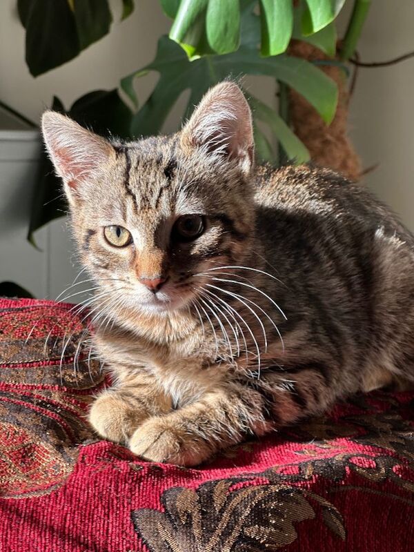 Bengal X 1 year old female