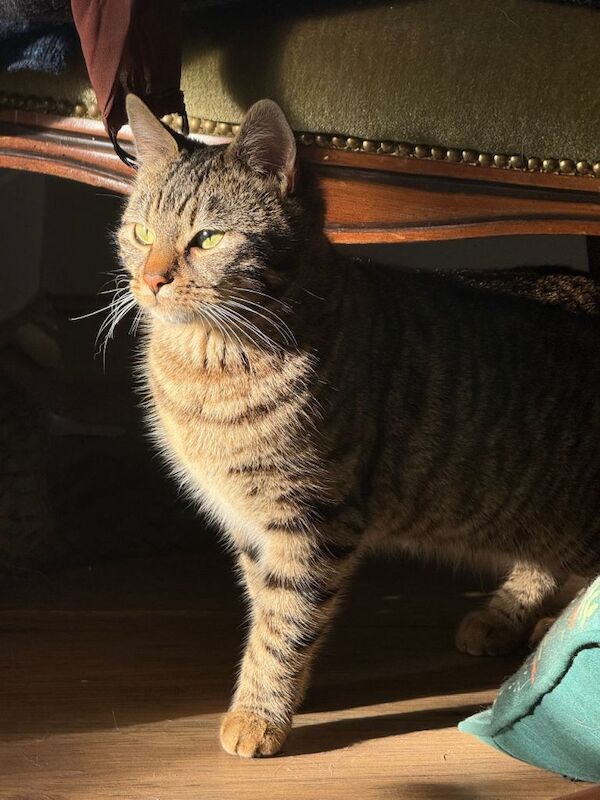 Bengal X 1 year old female - Image 2 of 3