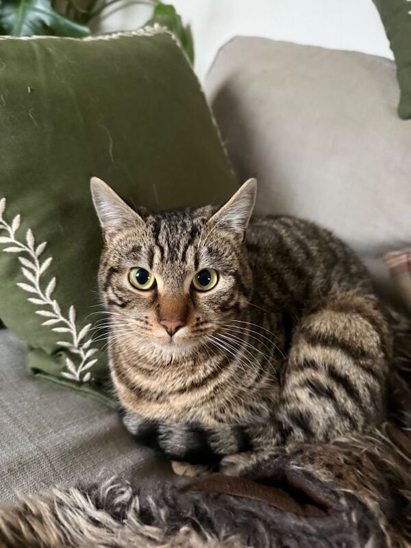 Bengal X 1 year old female - Image 3 of 3