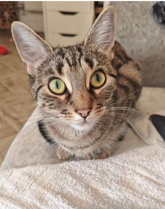 Bengal X - 2 years old - Image 2 of 5