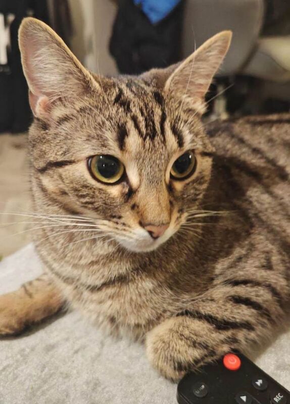 Bengal X - 2 years old - Image 3 of 5