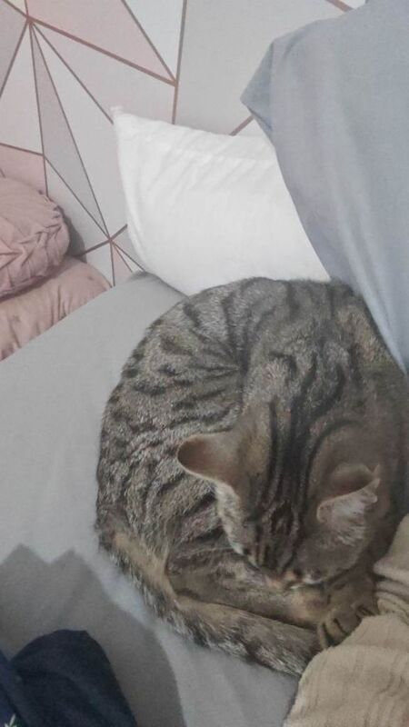 Bengal X - 2 years old - Image 4 of 5
