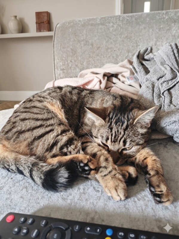 Bengal X - 2 years old - Image 5 of 5