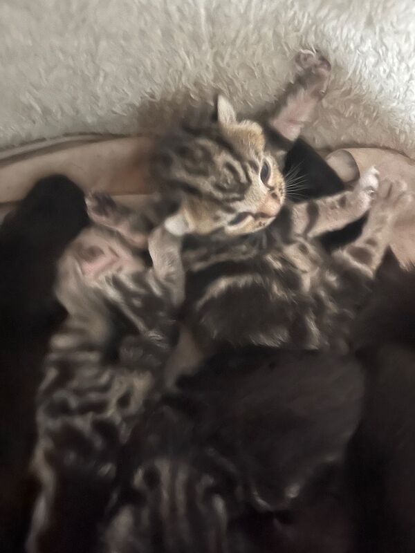 Bengal X Bombay kittens - Image 2 of 14