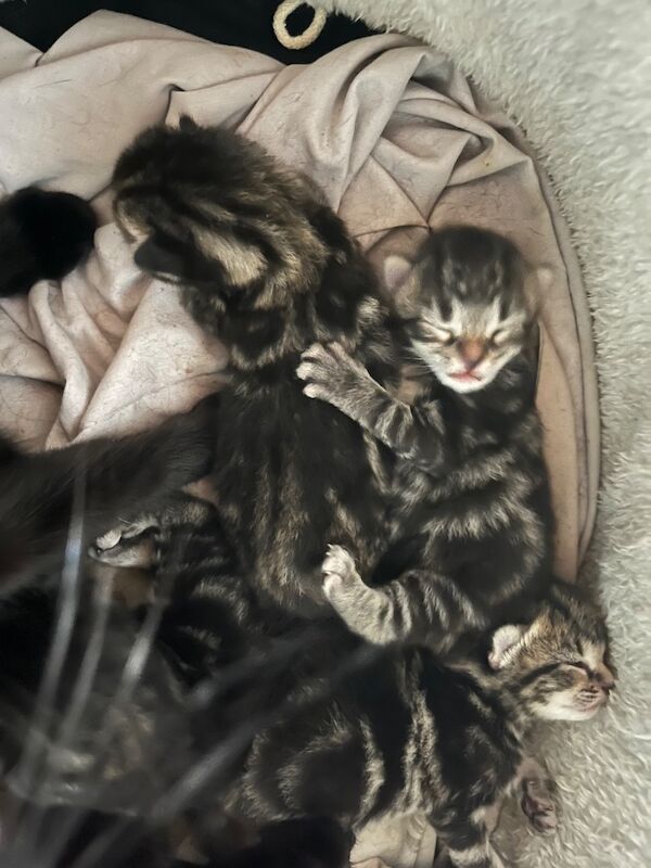 Bengal X Bombay kittens - Image 3 of 14
