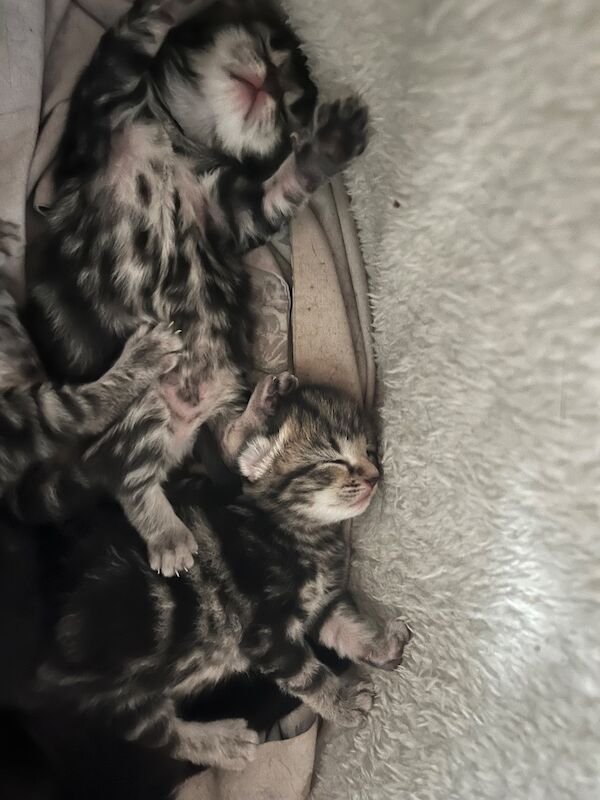 Bengal X Bombay kittens - Image 4 of 14
