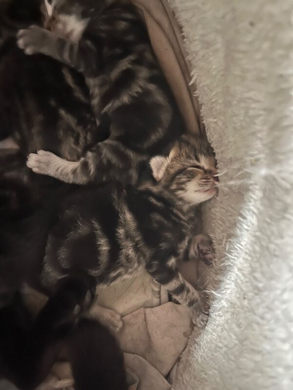 Bengal X Bombay kittens - Image 5 of 14