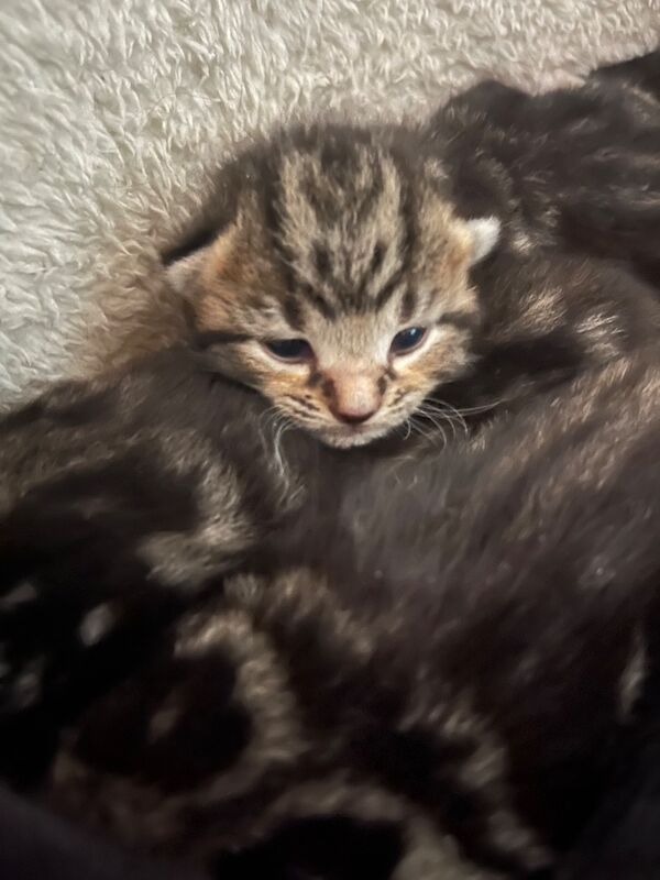 Bengal X Bombay kittens - Image 6 of 14
