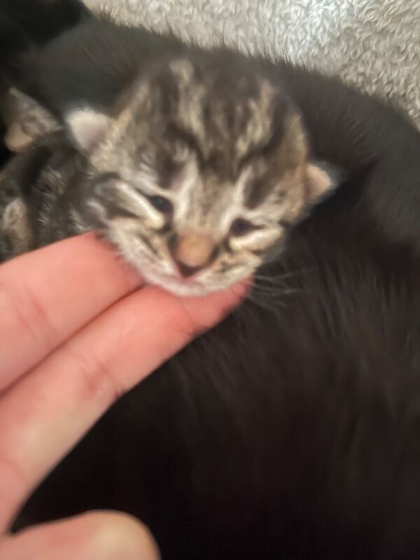 Bengal X Bombay kittens - Image 7 of 14