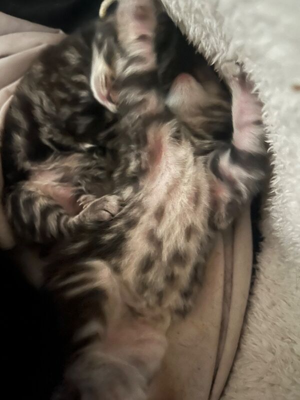 Bengal X Bombay kittens - Image 8 of 14