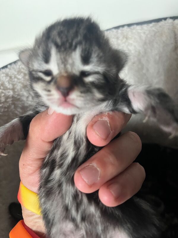 Bengal X Bombay kittens - Image 9 of 14