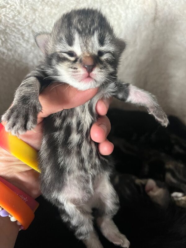 Bengal X Bombay kittens - Image 10 of 14