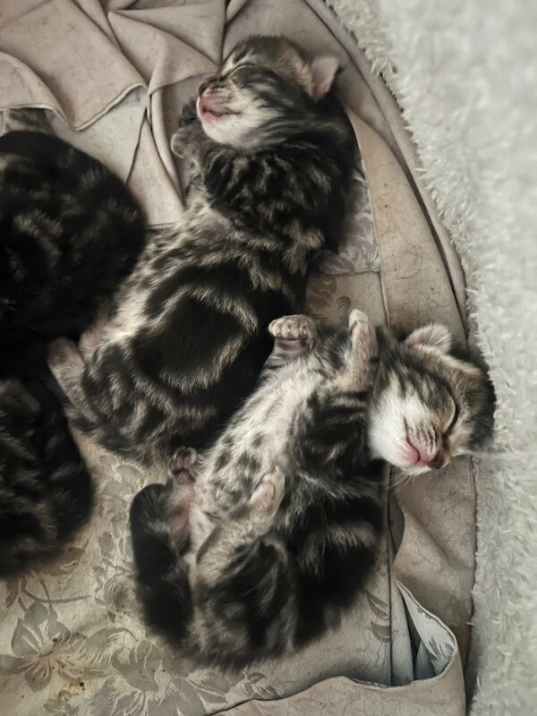 Bengal X Bombay kittens - Image 11 of 14