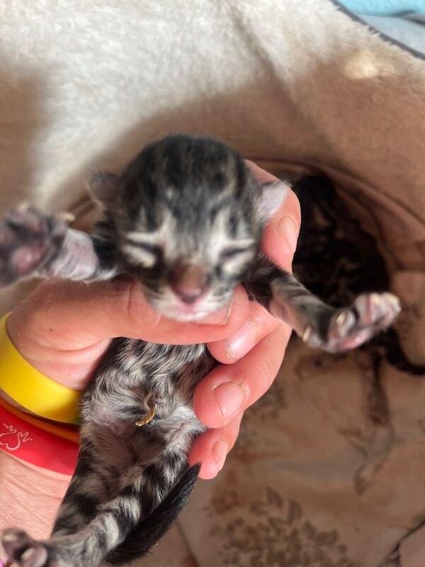 Bengal X Bombay kittens - Image 12 of 14