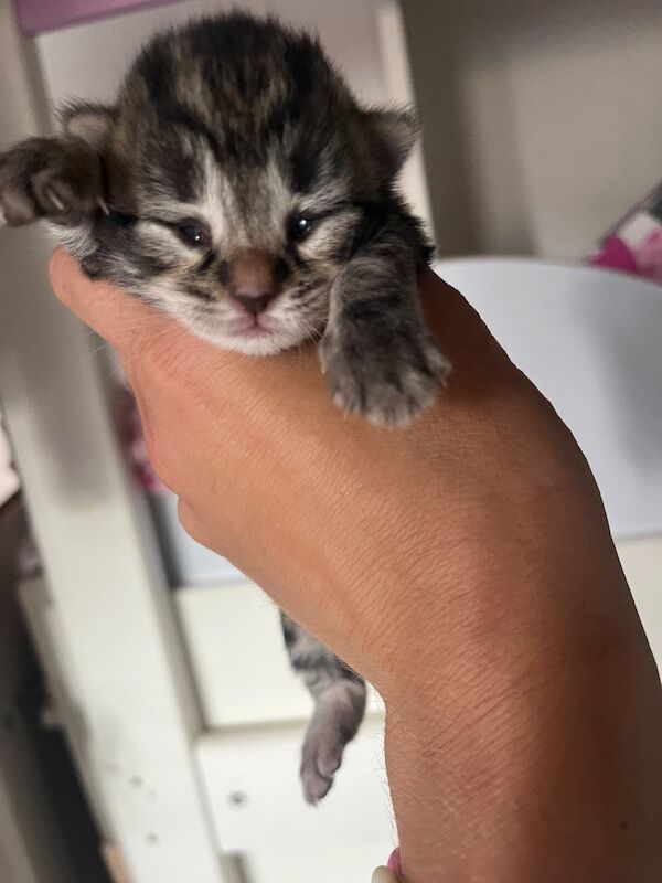 Bengal X Bombay kittens - Image 13 of 14