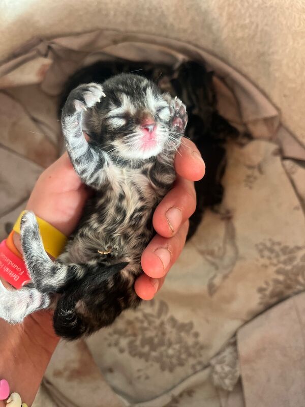 Bengal X Bombay kittens - Image 14 of 14