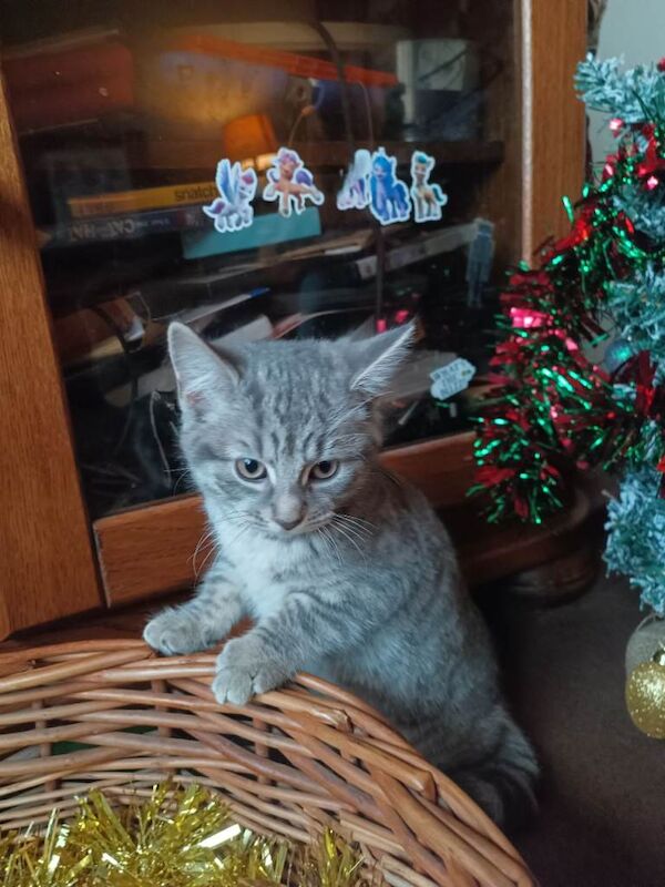 Bengal kittens for sale in Cupar, Fife – 10 weeks old