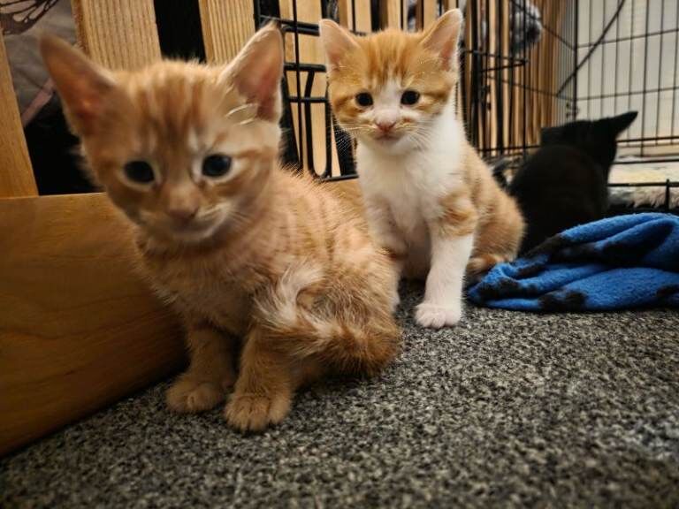 Bengal kittens for sale in Blyth, Northumberland – 5 weeks old