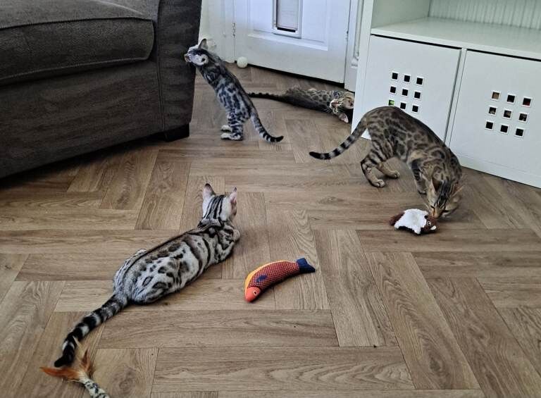 Bengal Kittens For Sale