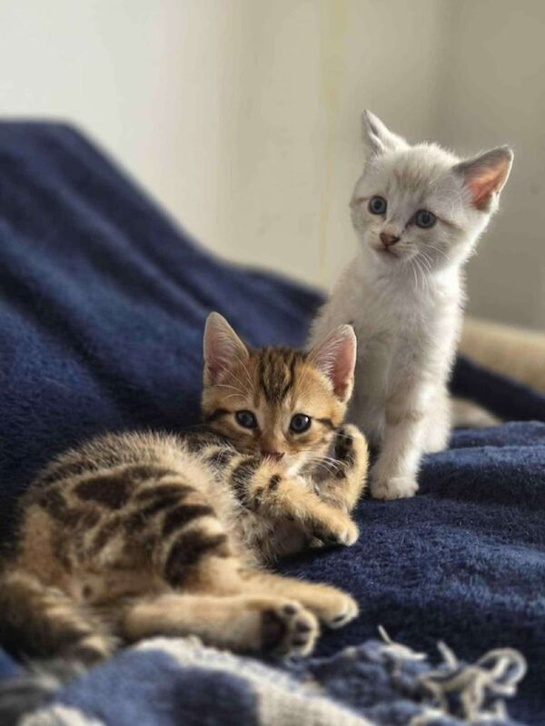 Bengal kittens for sale in Blyth, Northumberland – 8 weeks old