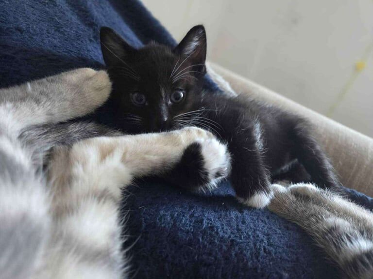 Bengal kittens for sale in Blyth, Northumberland – 8 weeks old - Image 2 of 3