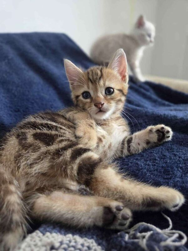 Bengal kittens for sale in Blyth, Northumberland – 8 weeks old - Image 3 of 3
