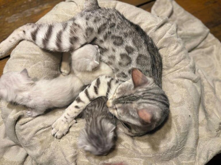 Bengal kittens for sale in Wigton, Cumbria – 8 weeks old