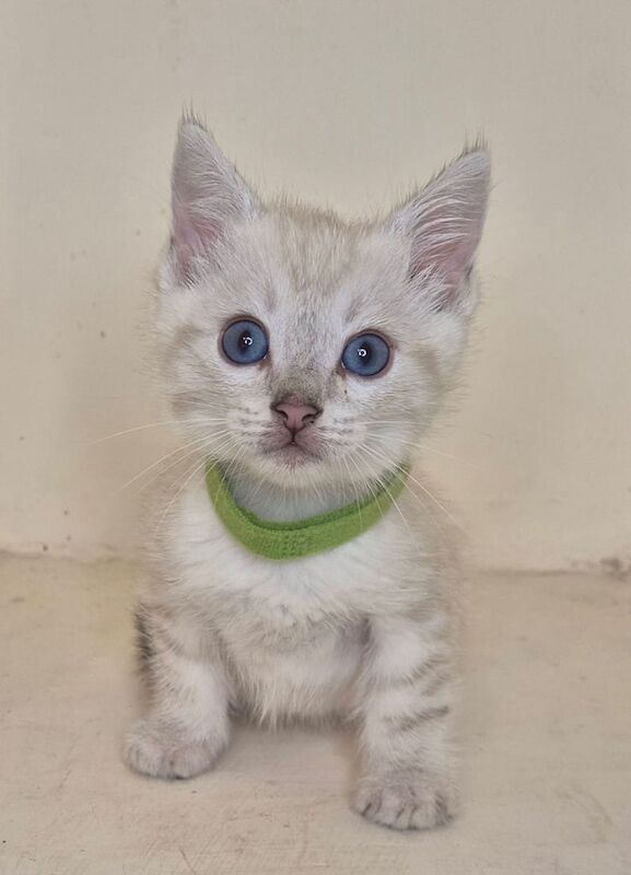 Bengal kittens for sale in Wigton, Cumbria – 8 weeks old - Image 2 of 3