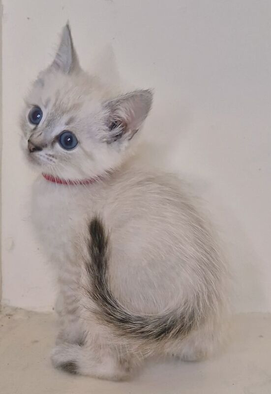 Bengal kittens for sale in Wigton, Cumbria – 8 weeks old - Image 3 of 3