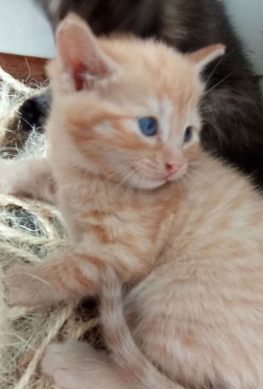 Bengal x BSH kittens for sale in Keynsham, Somerset