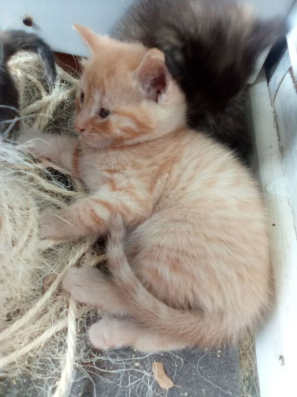 Bengal x BSH kittens for sale in Keynsham, Somerset | Image 2
