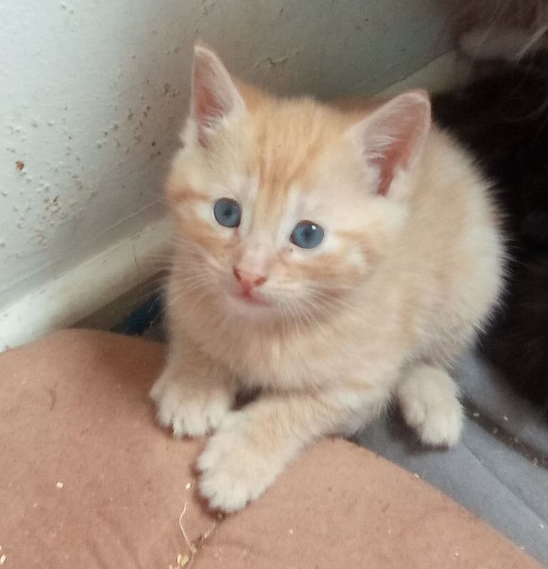 Bengal x BSH kittens for sale in Keynsham, Somerset | Image 3