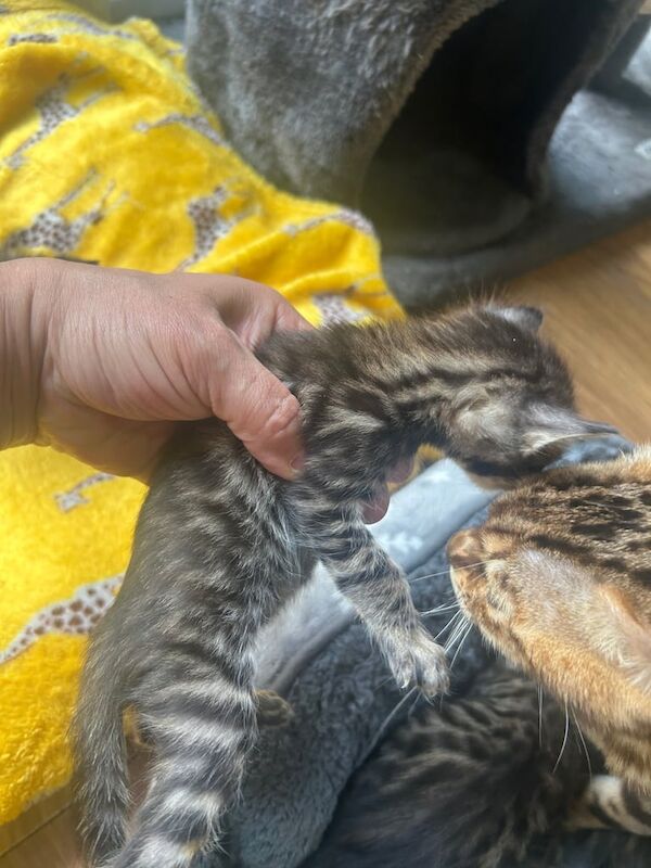 BENGAL X BSH KITTENS FOR SALE in London | Image 3