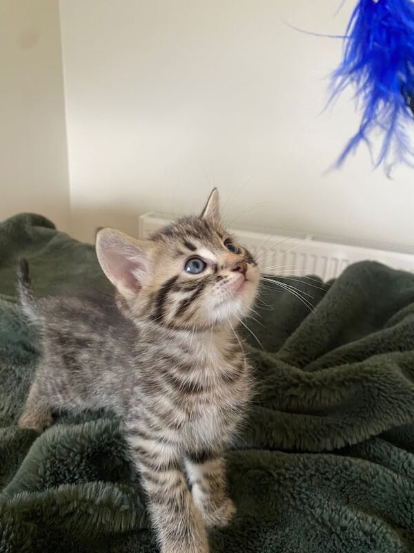 Bengal kittens for sale in Highland Boath, Nairn – 8 months old - Image 1 of 3