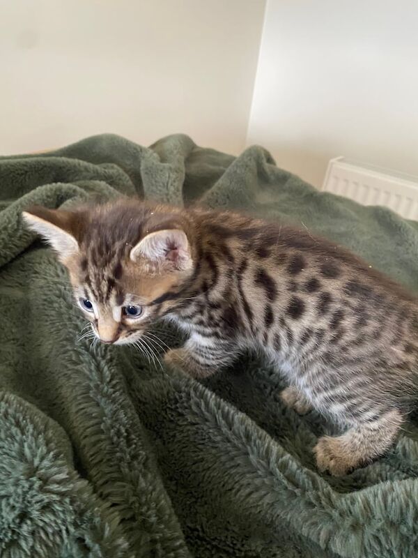 Bengal kittens for sale in Highland Boath, Nairn – 8 months old - Image 3 of 3