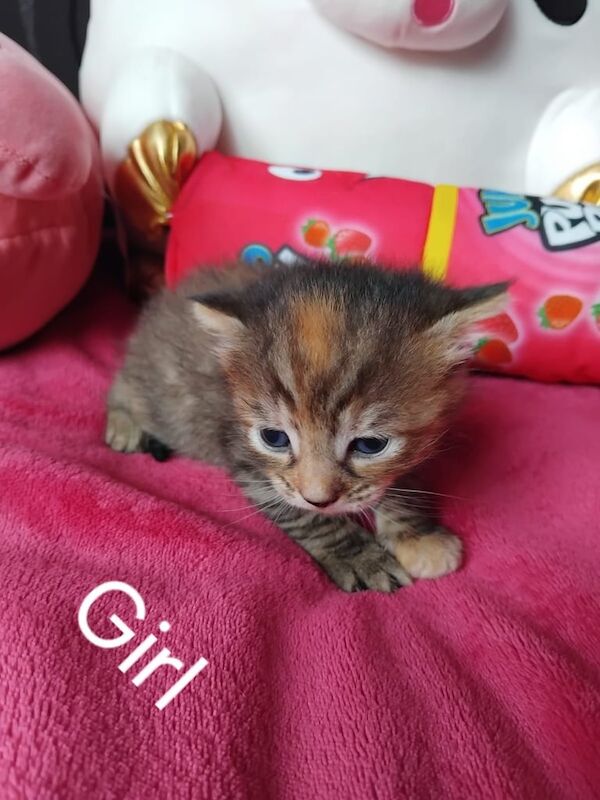Bengal x kittens for sale in Plymouth, Devon