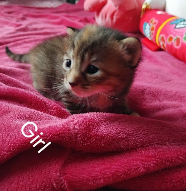 Bengal x kittens for sale in Plymouth, Devon | Image 2