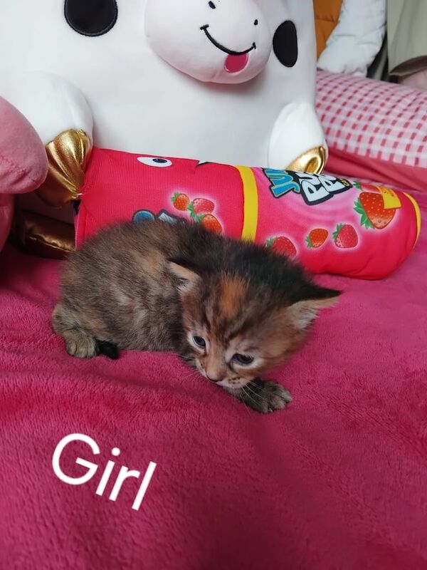 Bengal x kittens for sale in Plymouth, Devon | Image 3